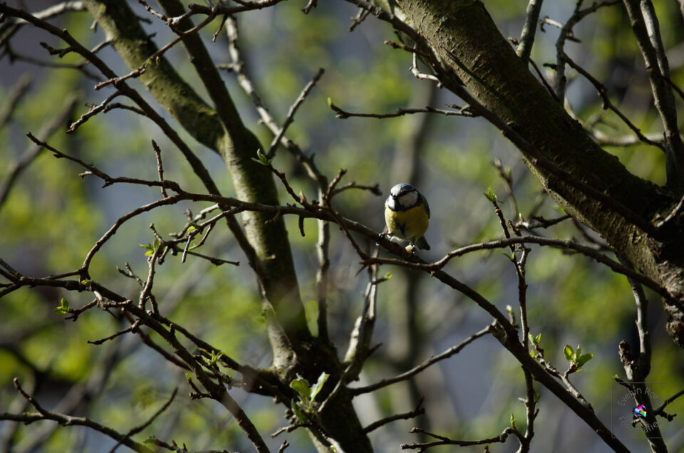Blue Titmouse Feasting on a Peanut