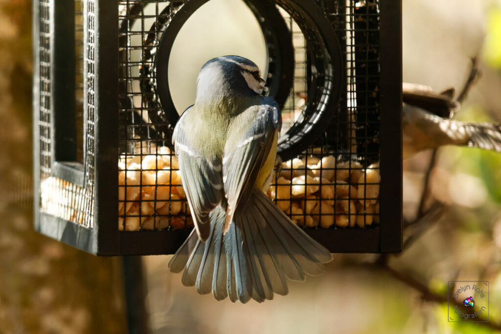 Handicapped blue tit defending her spot at the feeder