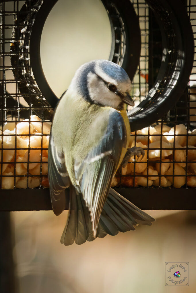 Blue tit with handicapped foot hanging on peanut feeder