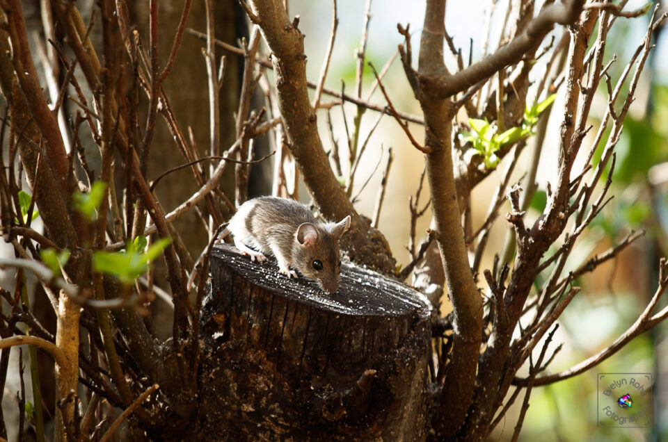 Yard Mouse