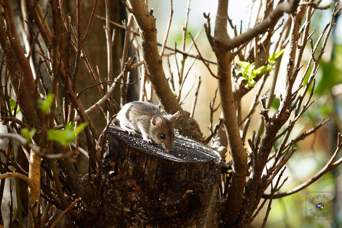 Wood mouse on tree stump
