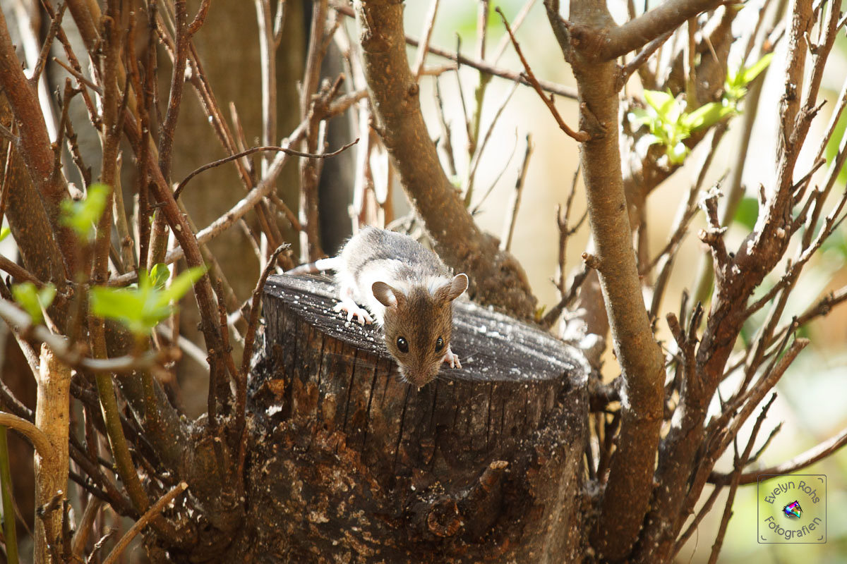 Wood mouse on tree stump