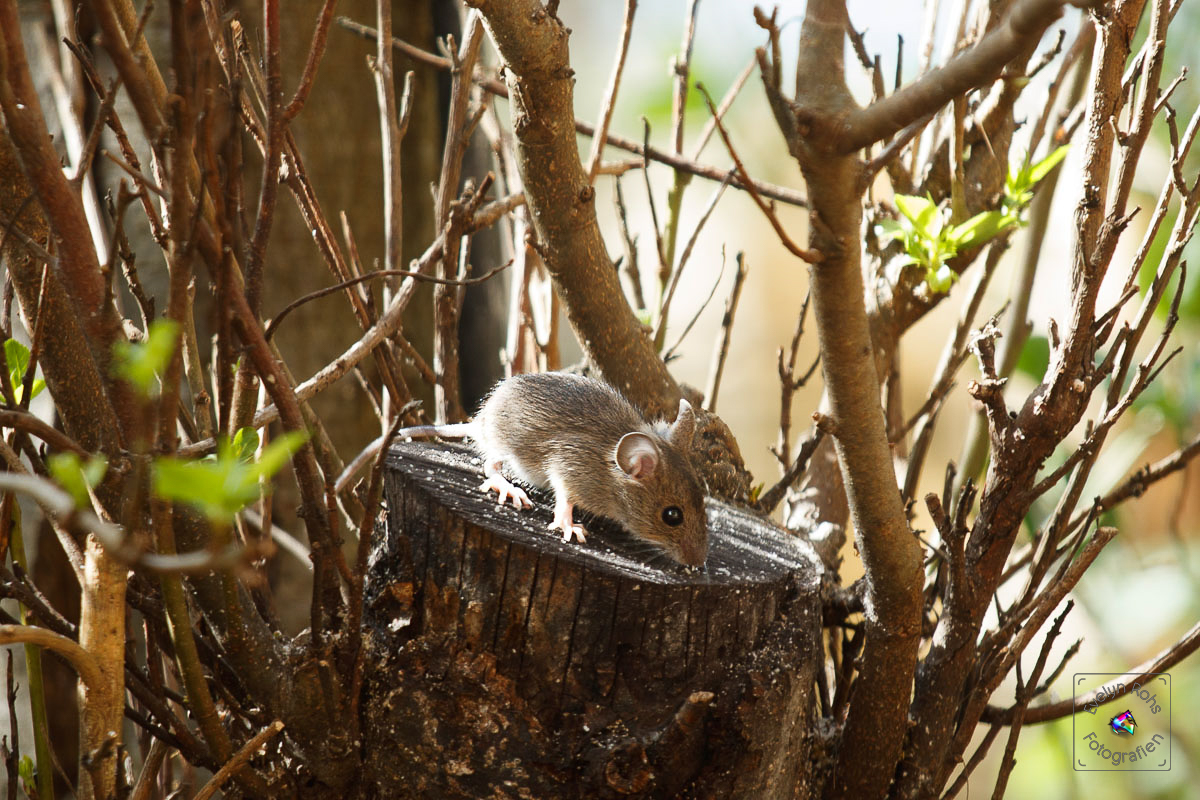 Wood mouse on tree stump