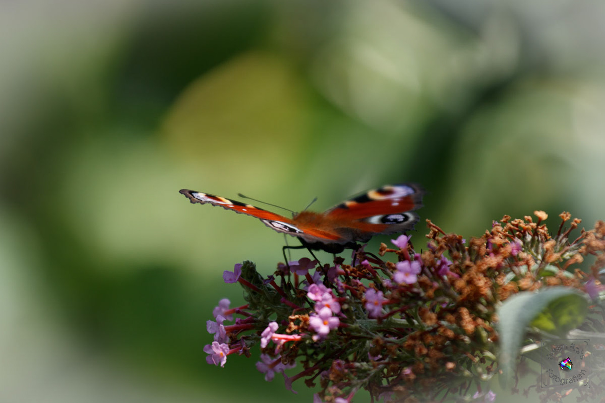 Peacock butterfly on pink butterfly bush.