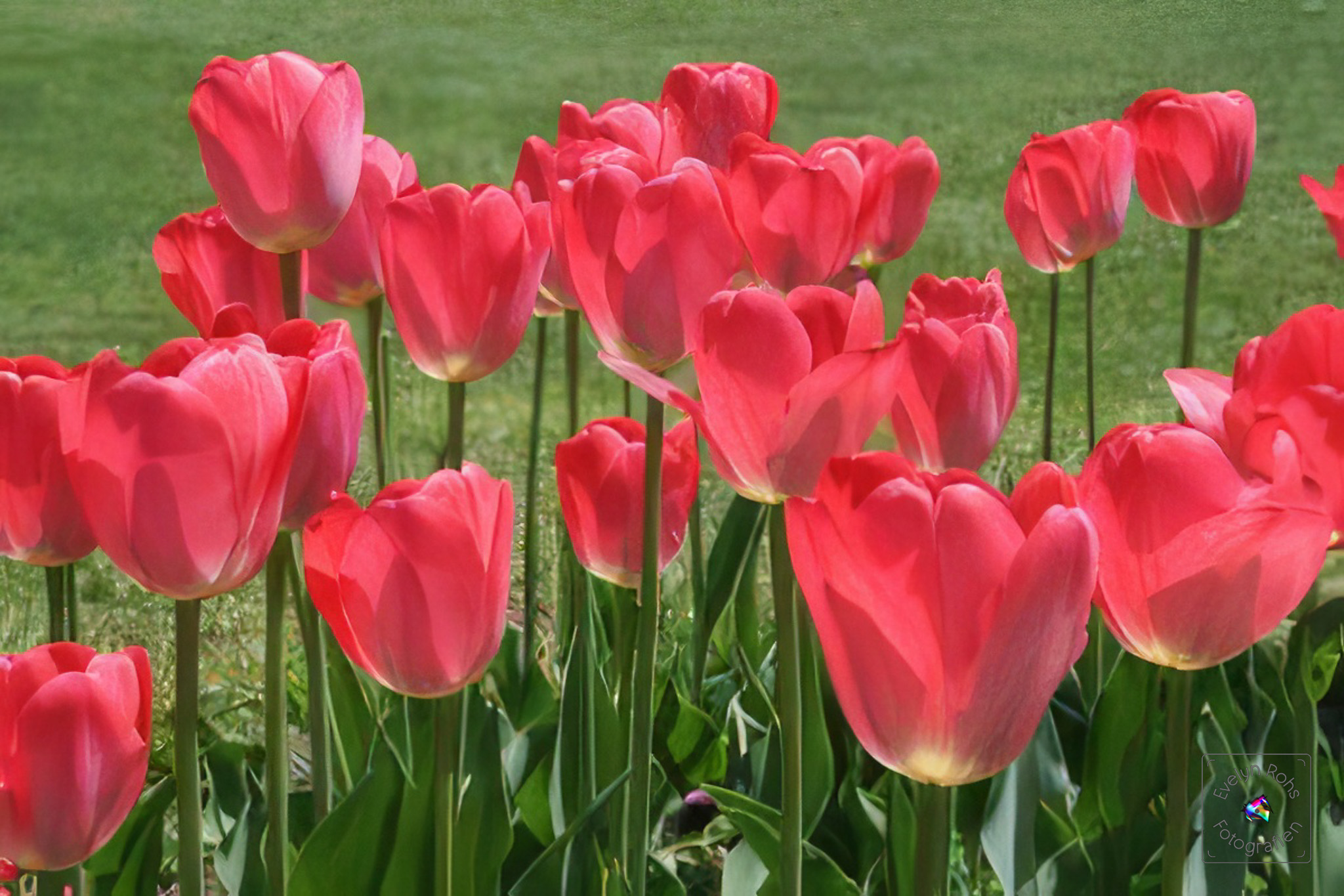 Flock of dark pink tulips in Holland, Michigan.