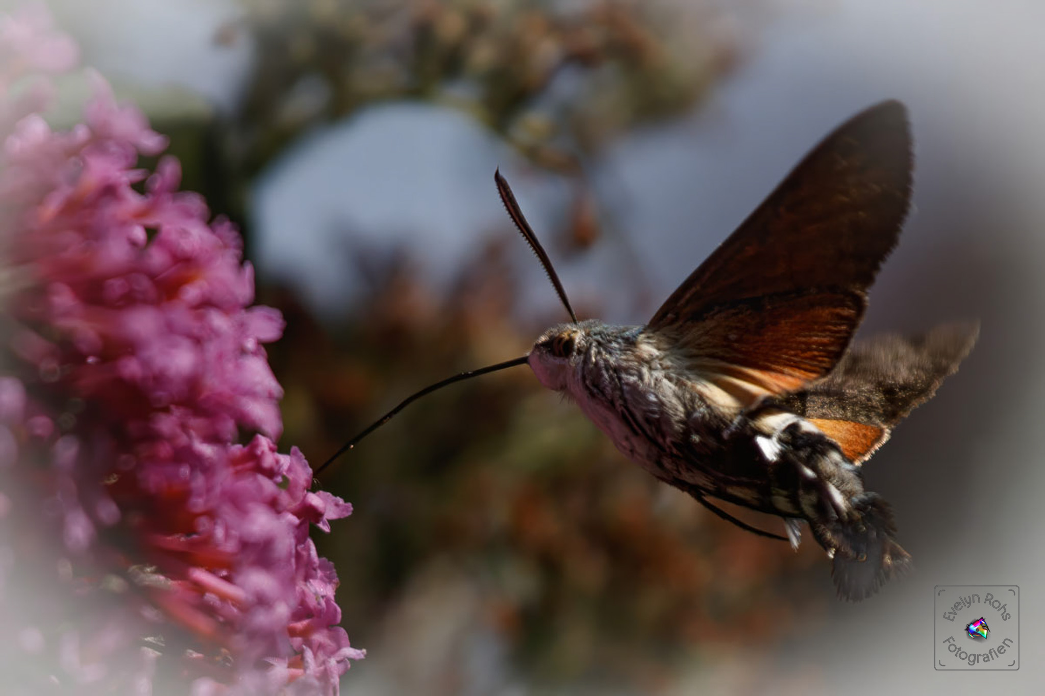 Humming bird moth sucking on pink butterfly bush.