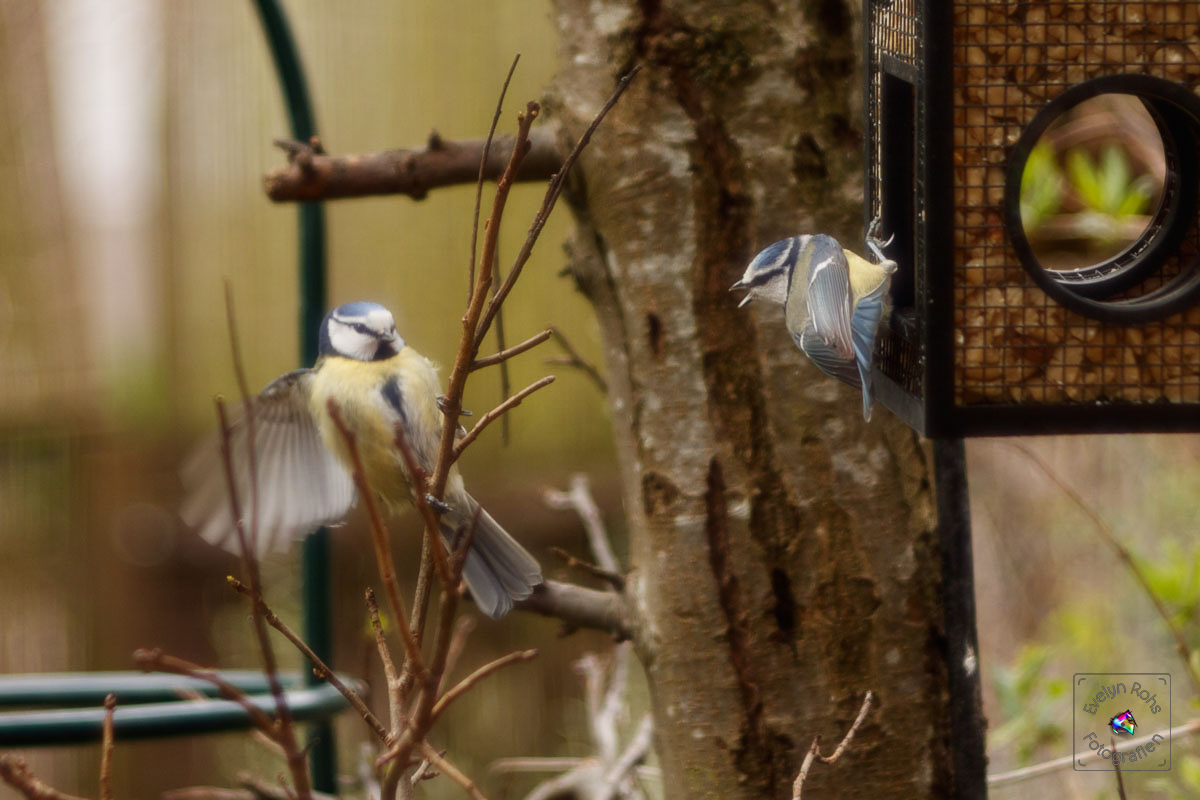 You stay off! Blue titmice at the feeder.