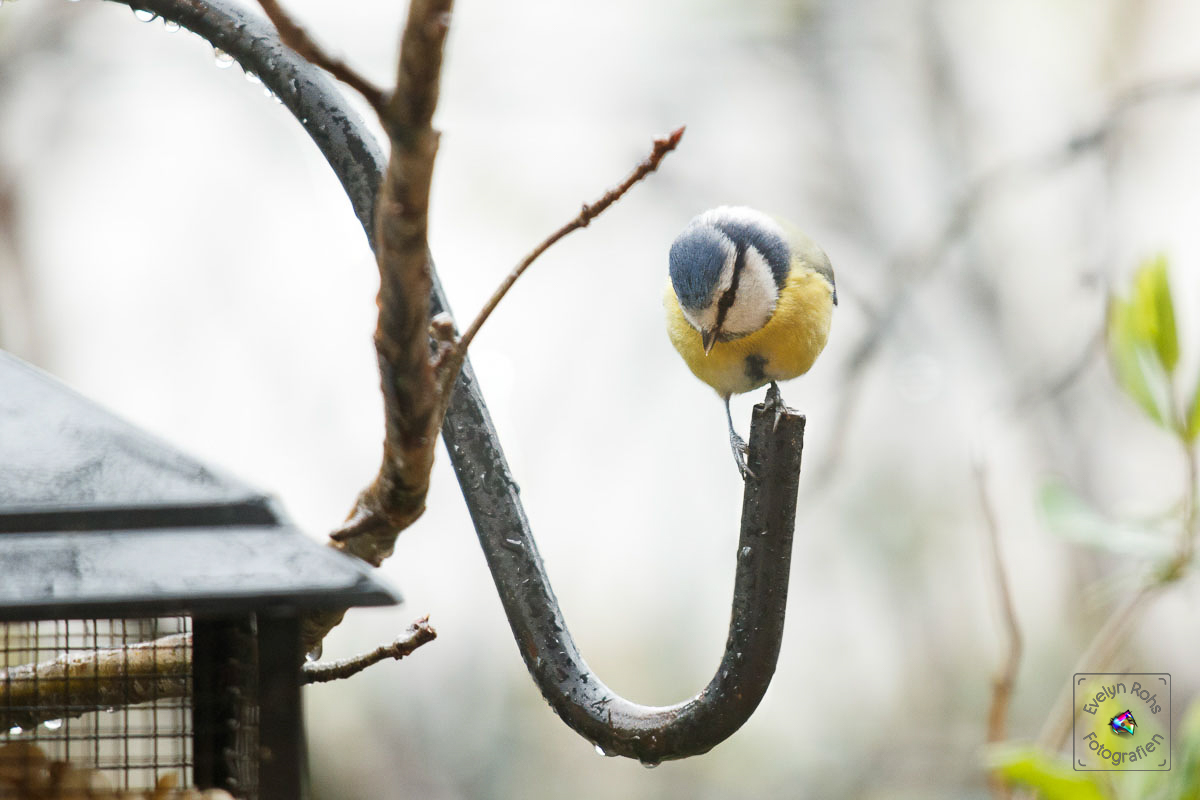 Blue titmouse balancing in the rain.