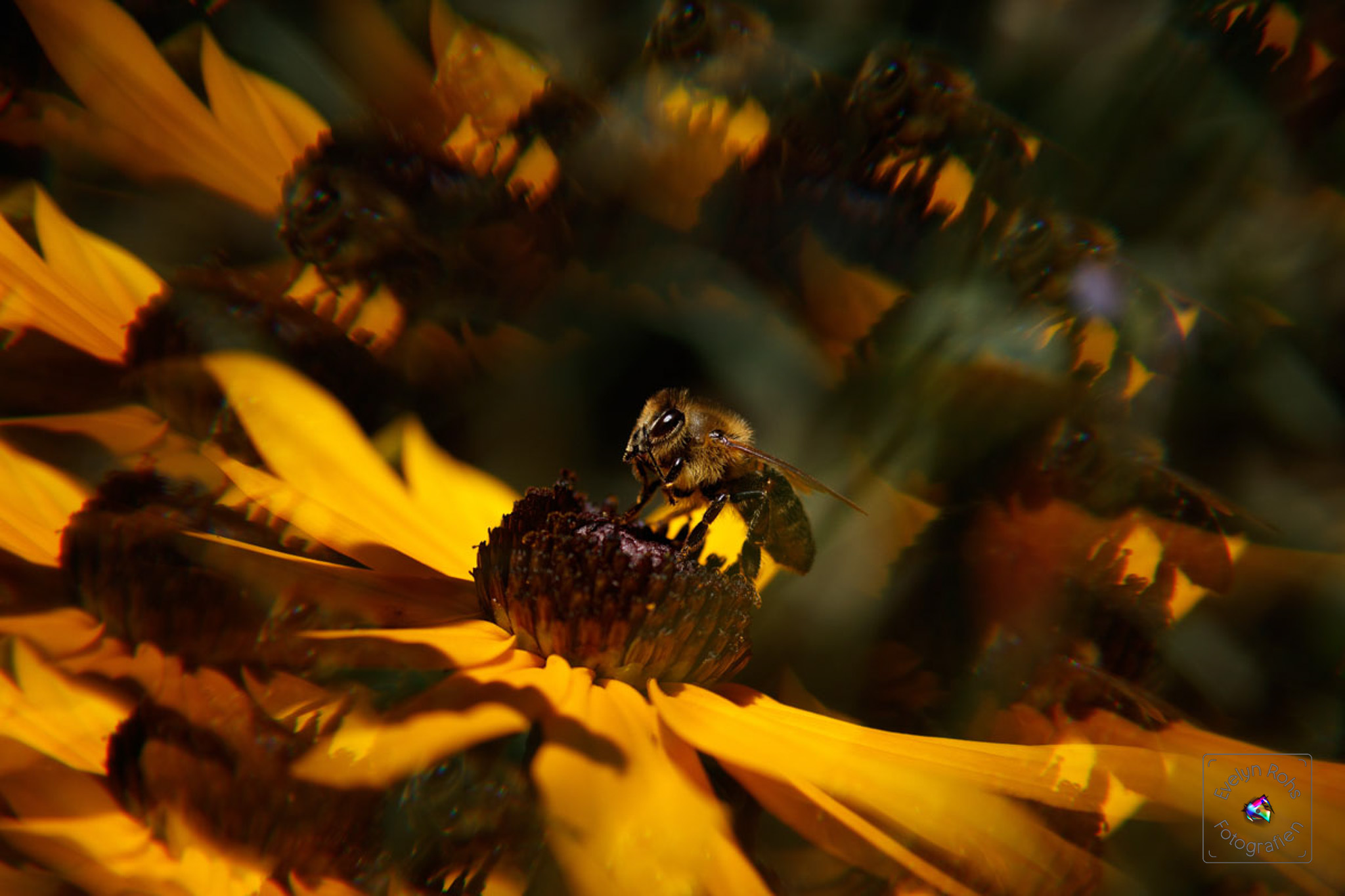 Honey bee getting ready to fly off black-eyed Susan.