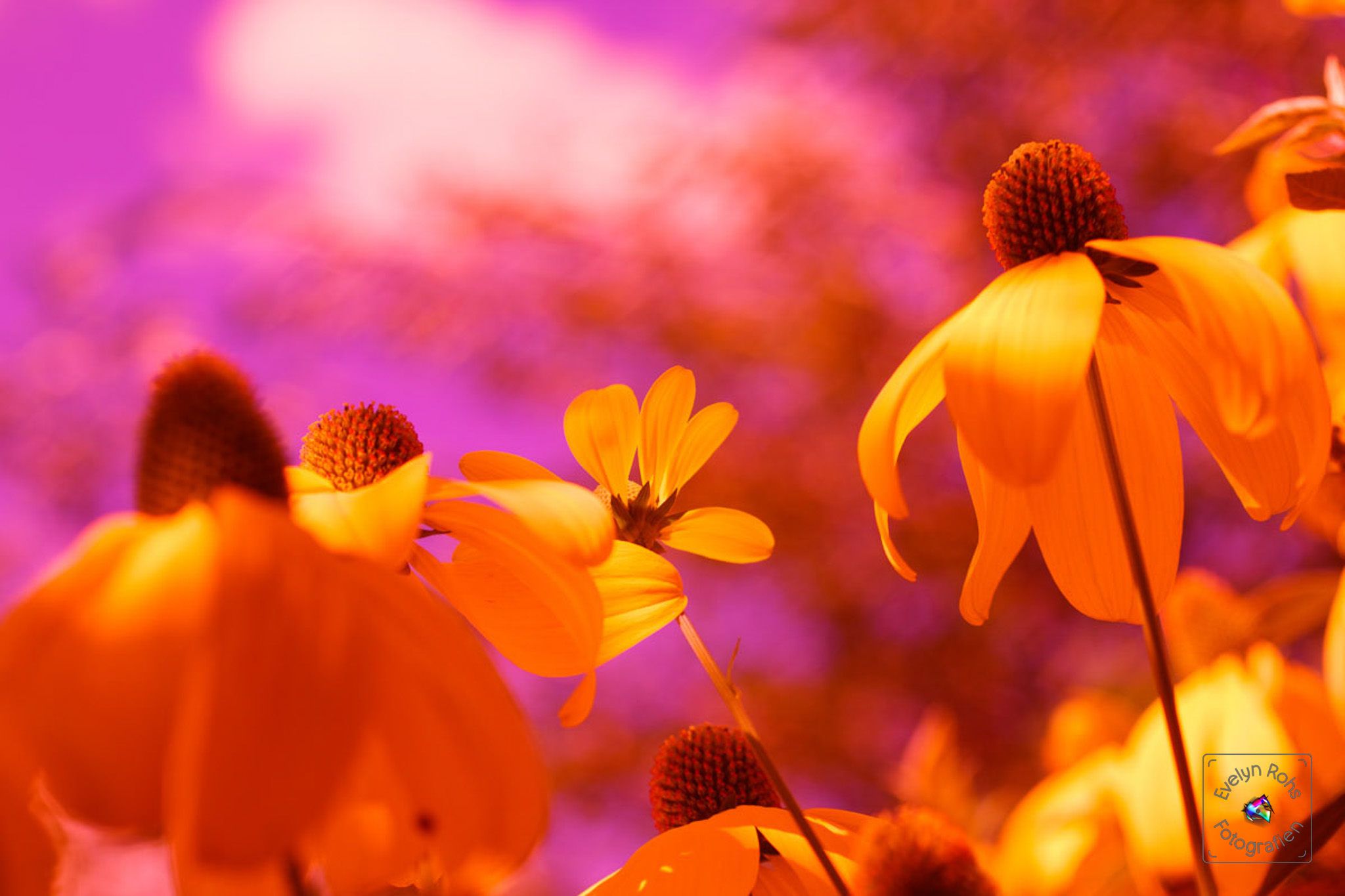 Giant yellow cone flowers (with purple-yellow polarizing filter).