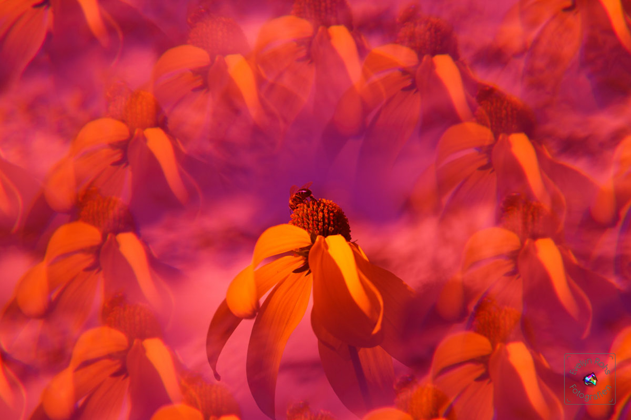 Honey bee on giant yellow cone flowers (with purple-yellow polarizing and multi-image filters).