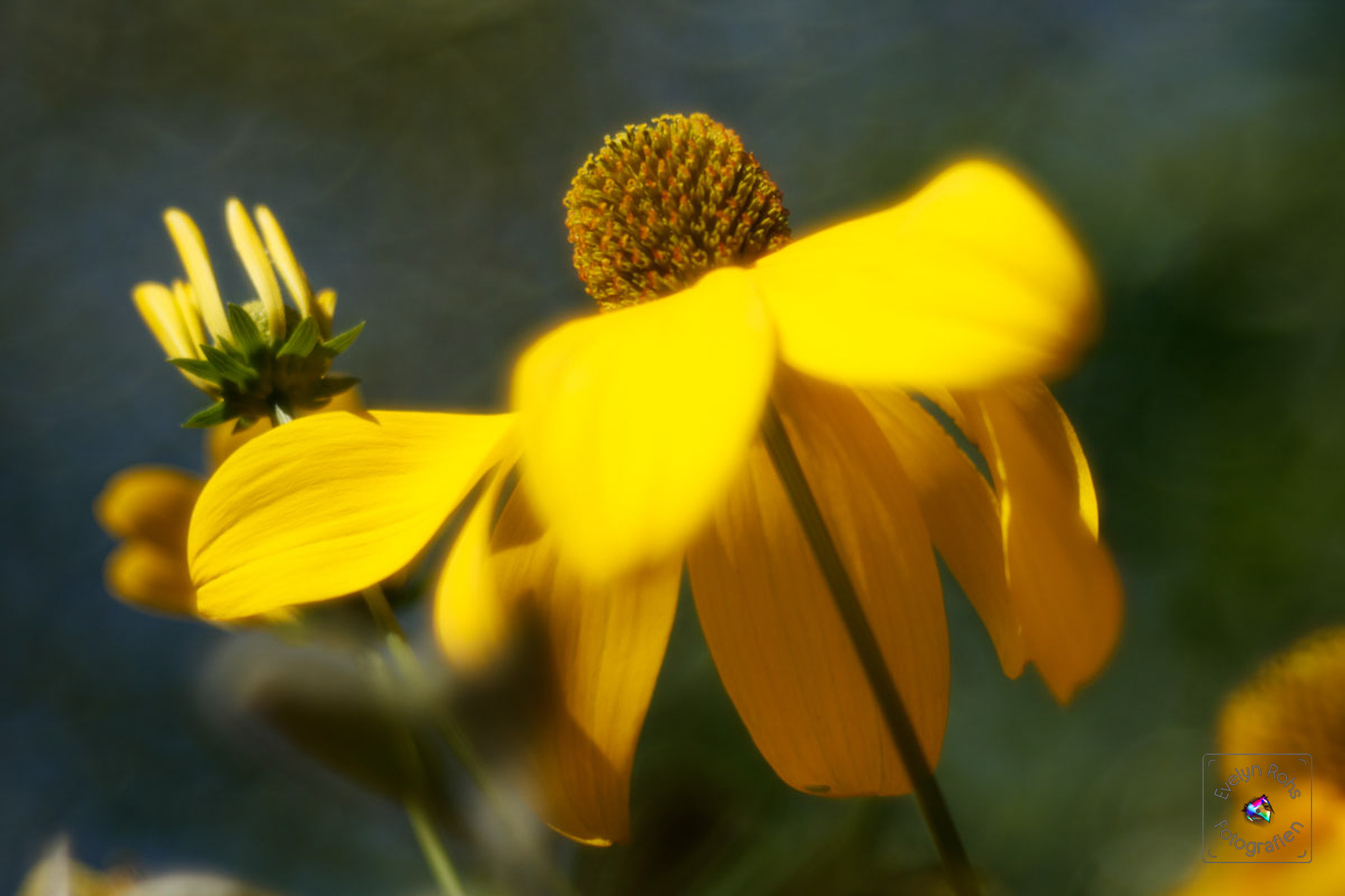 Yellow cone flower.