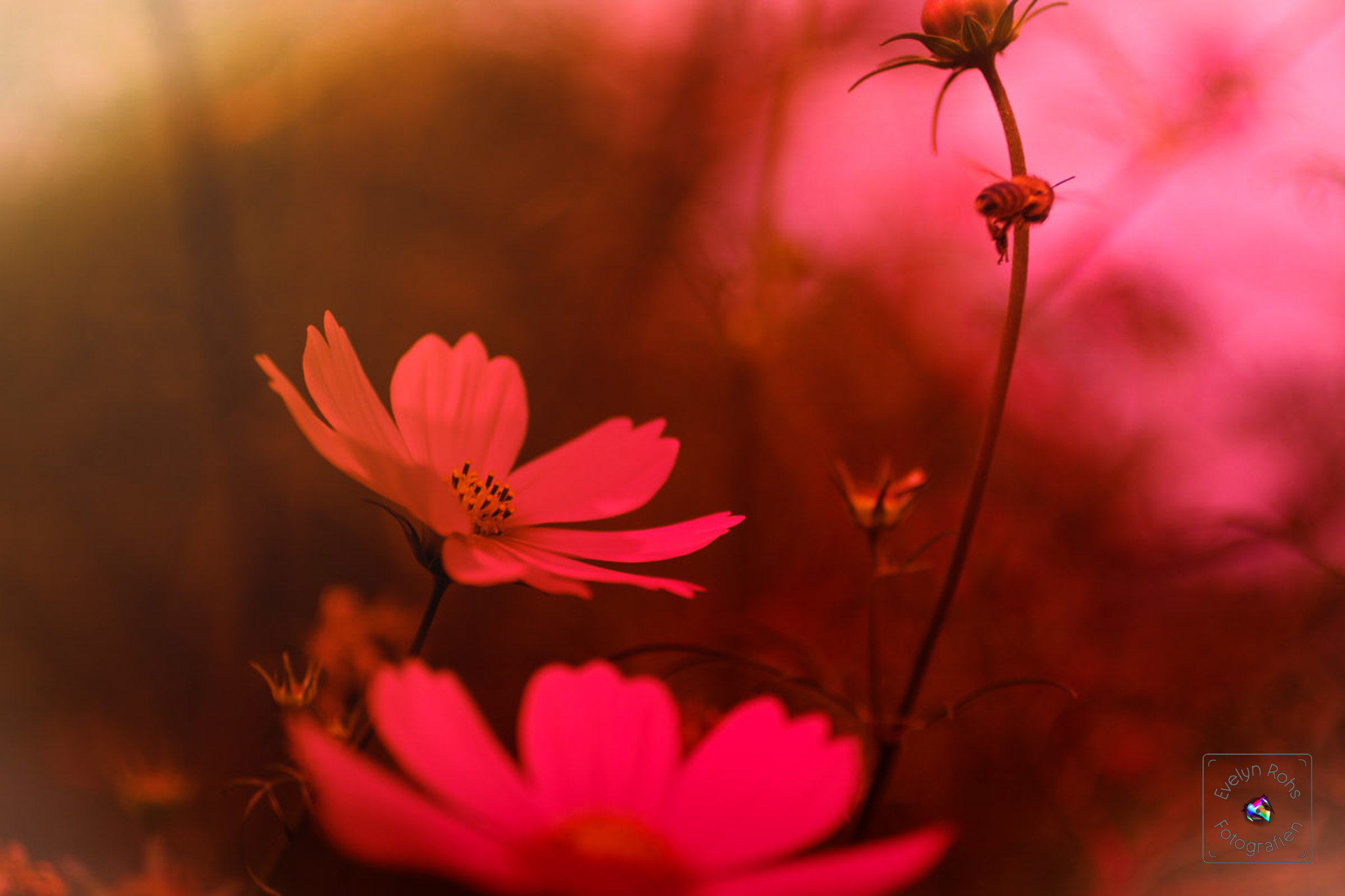 Honey bee leaving pink cosmos flower.