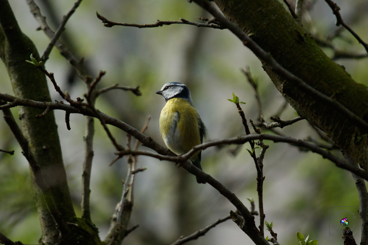 Blue titmouse craning her neck.