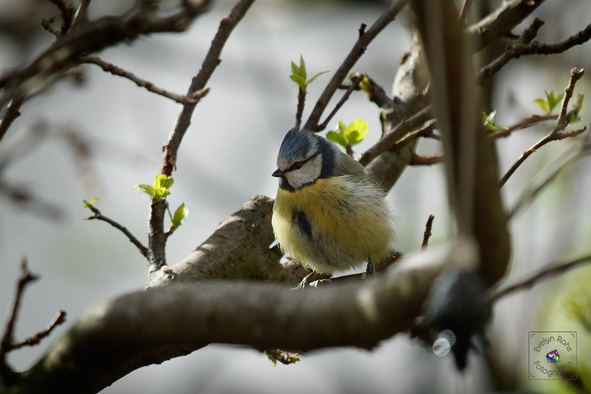 Fluffy blue titmouse on budding branch.