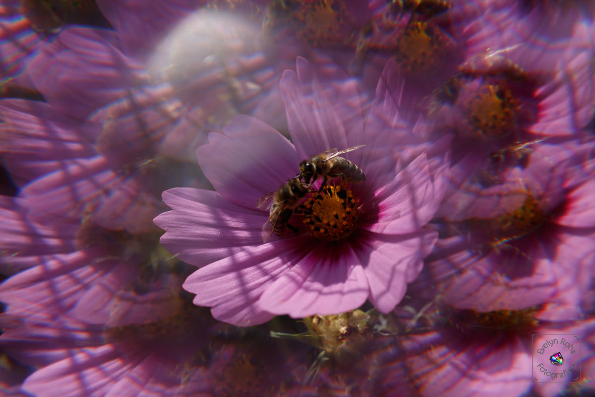 Two honey bees "talking to each other" on pink cosmos flower.
