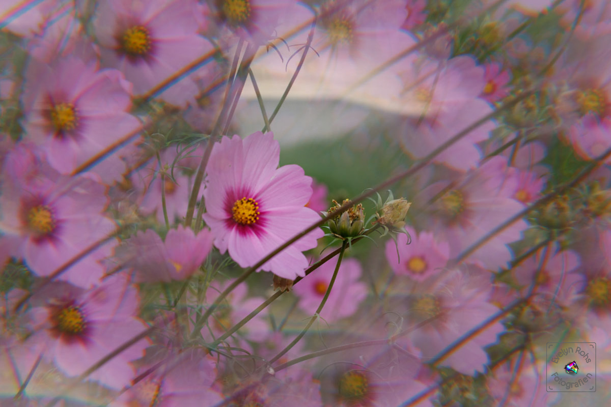 Pink cosmos flowers.