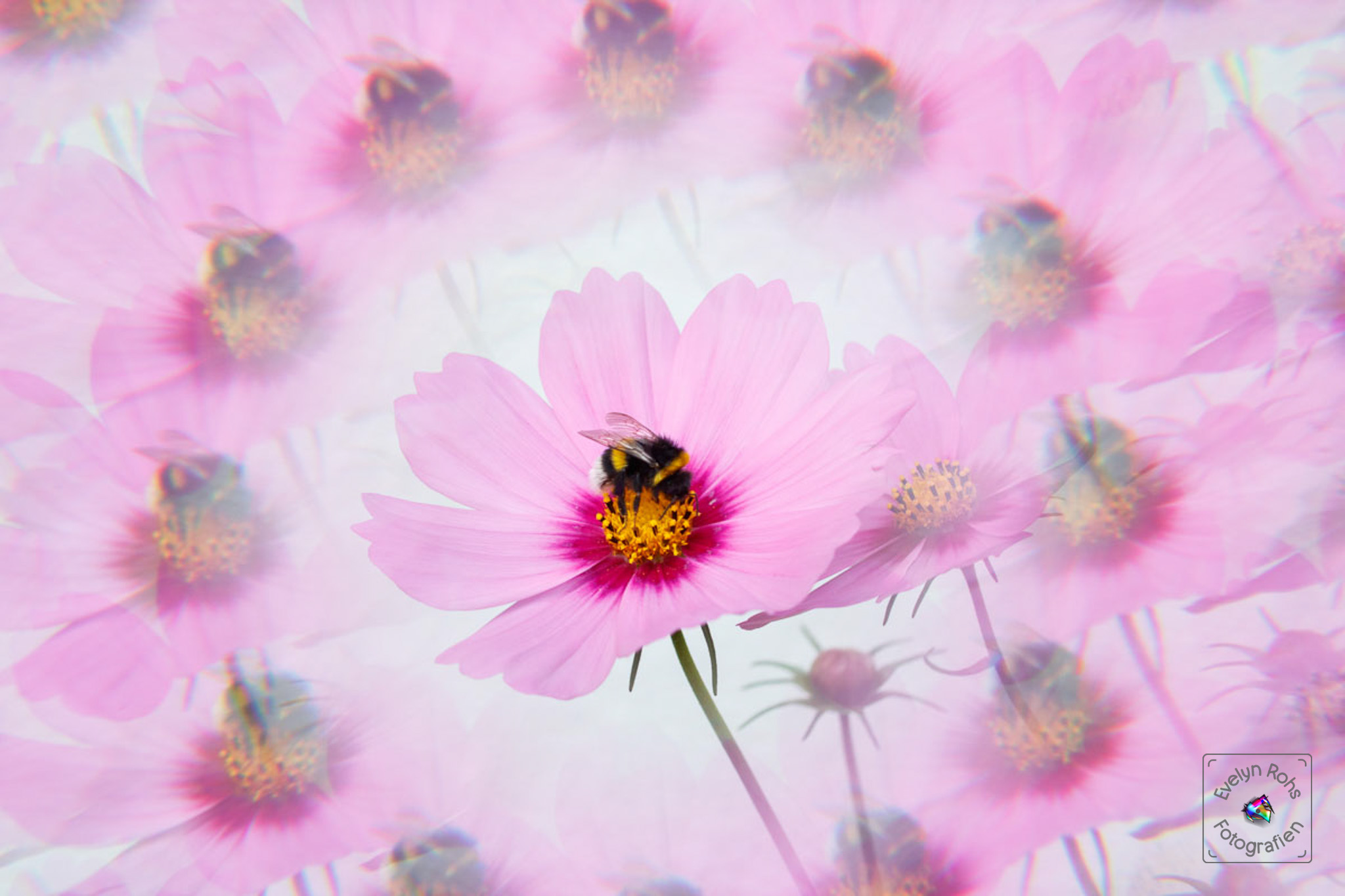 Bumble bee on pink cosmos flower.
