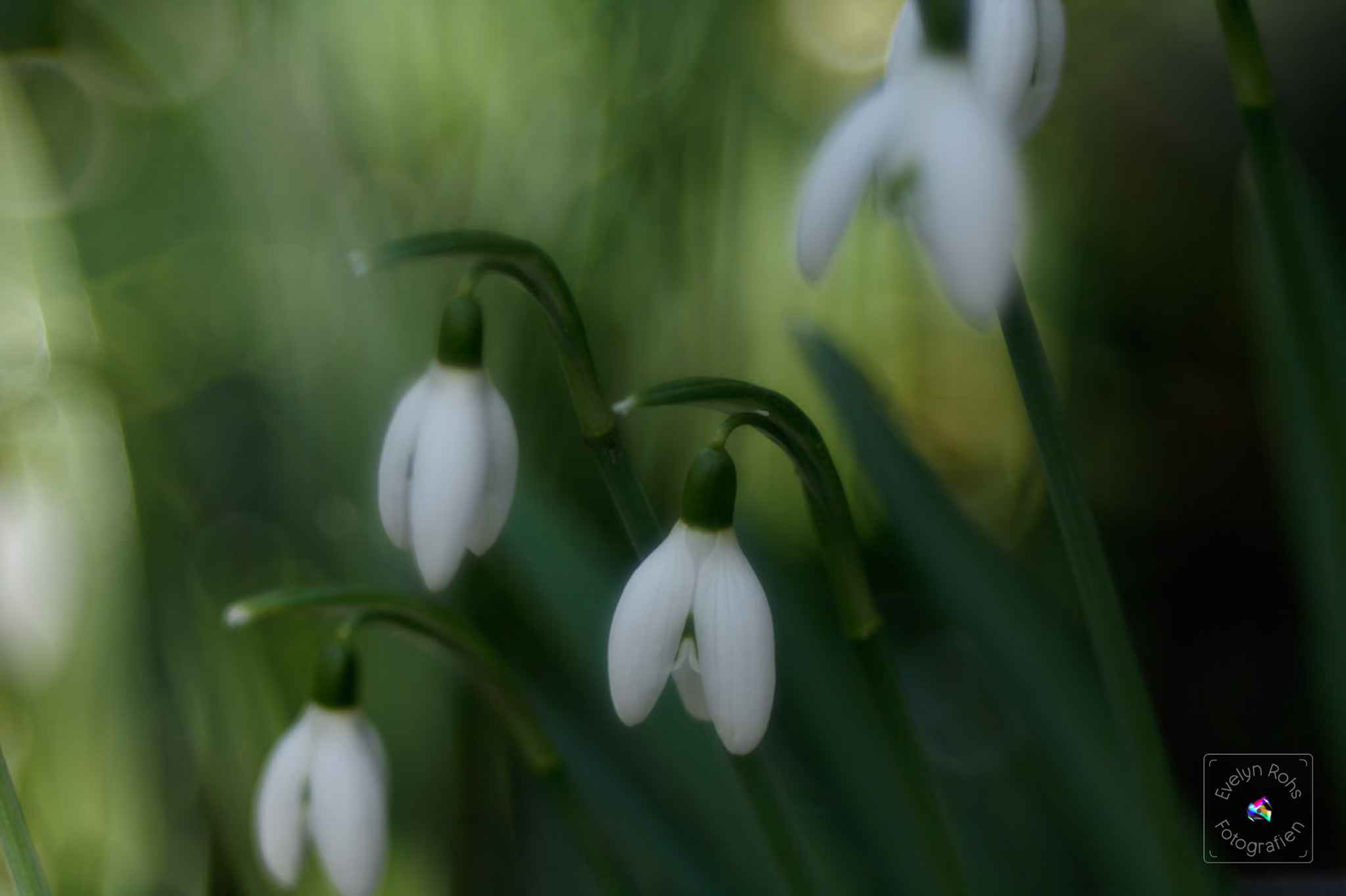 Snowdrops.