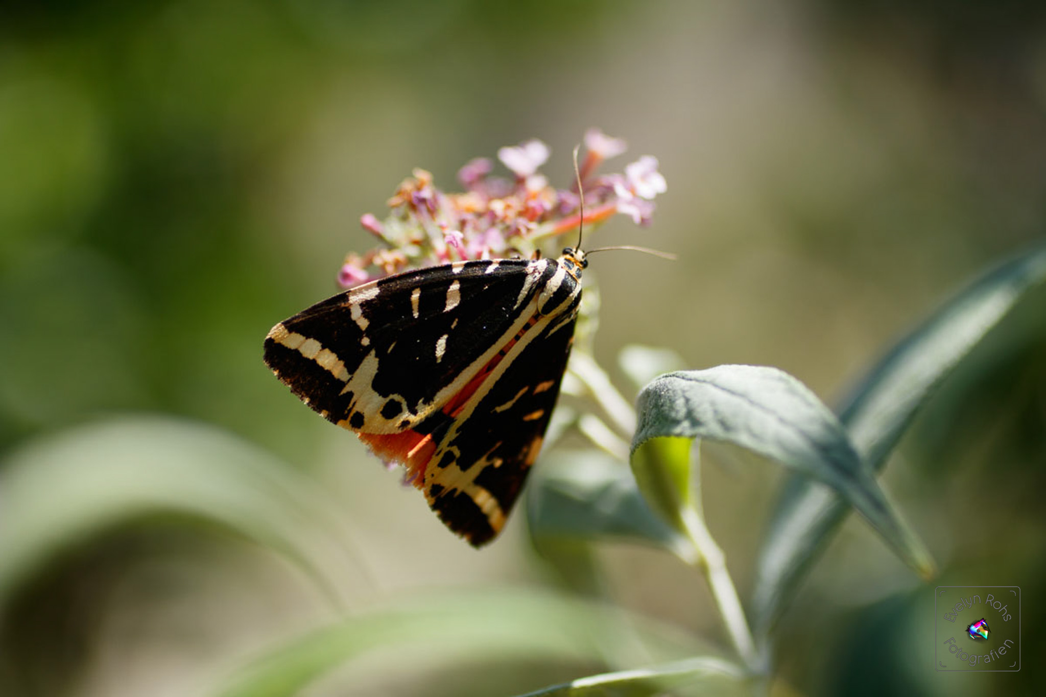 Tiger moth.