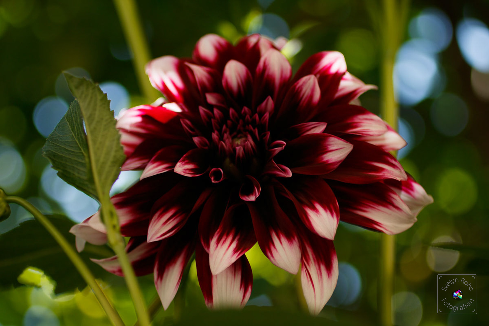 Scarlet and white dahlia.