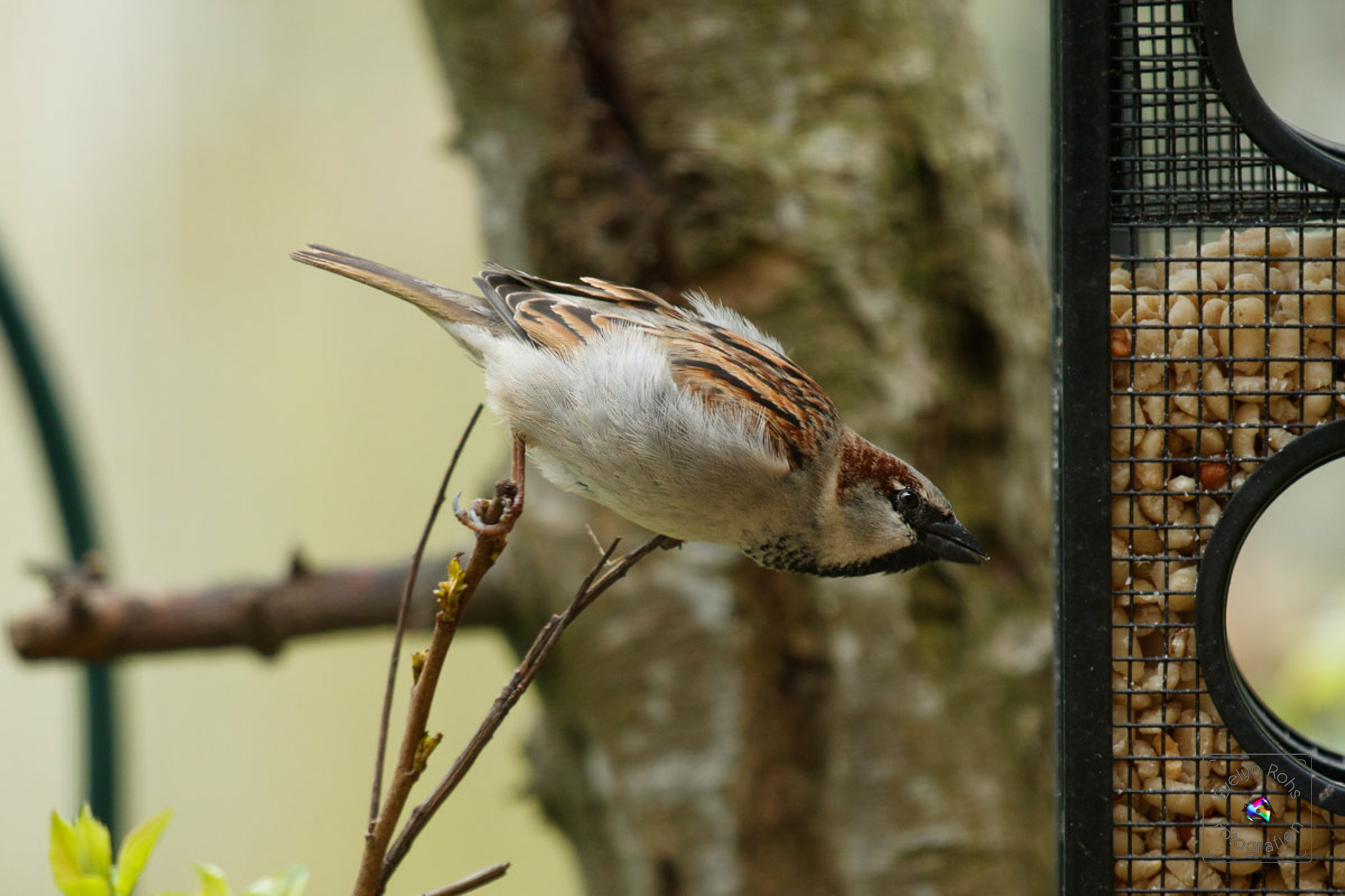 Male house sparrow trying to get to the peanut feeder.