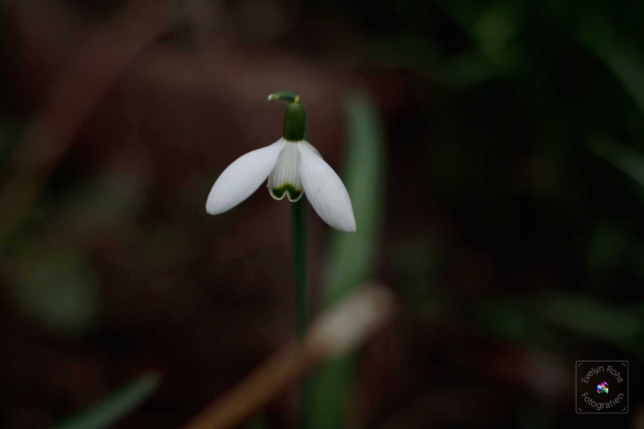 Single snowdrop.