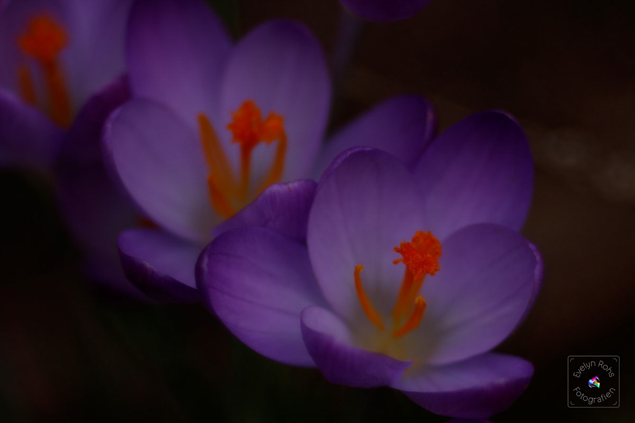 Purple crocusses.