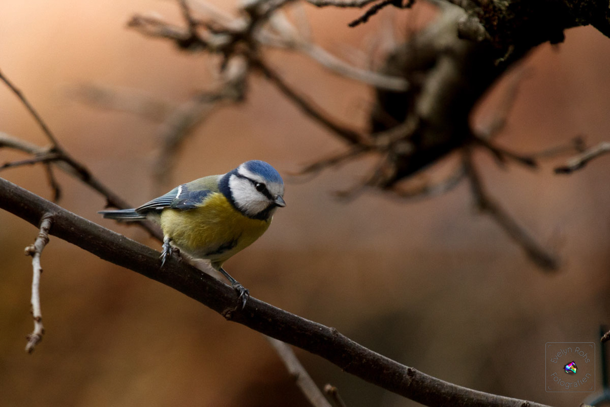 Blue titmouse on twig.