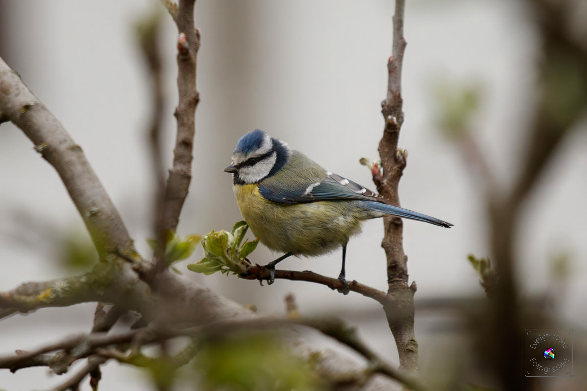 Blue titmouse nibbling on an apple bud.