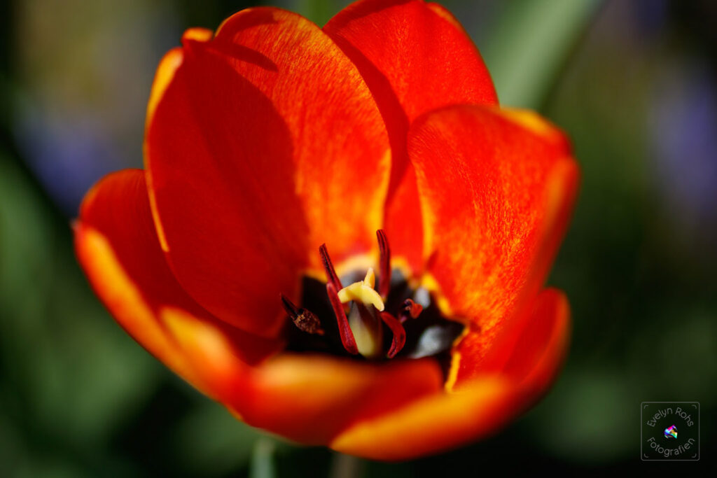 Orange-red tulip close-up.