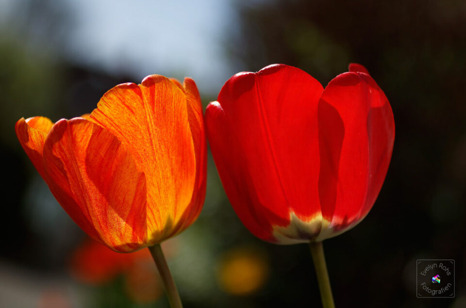 Tulip Addiction