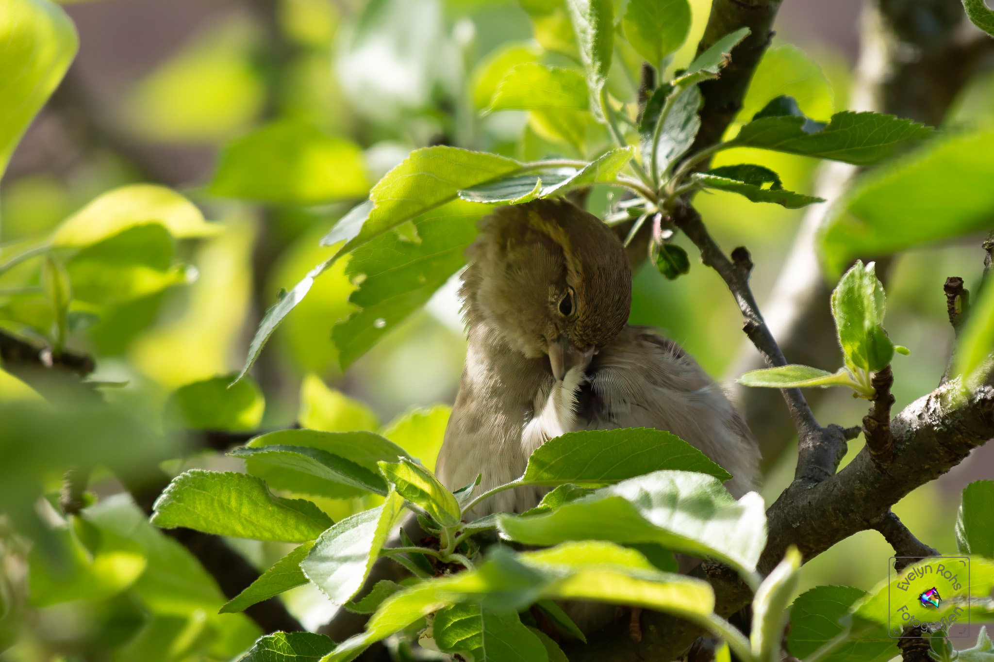 Female house sparrow is cleaning herself in the apple tree.