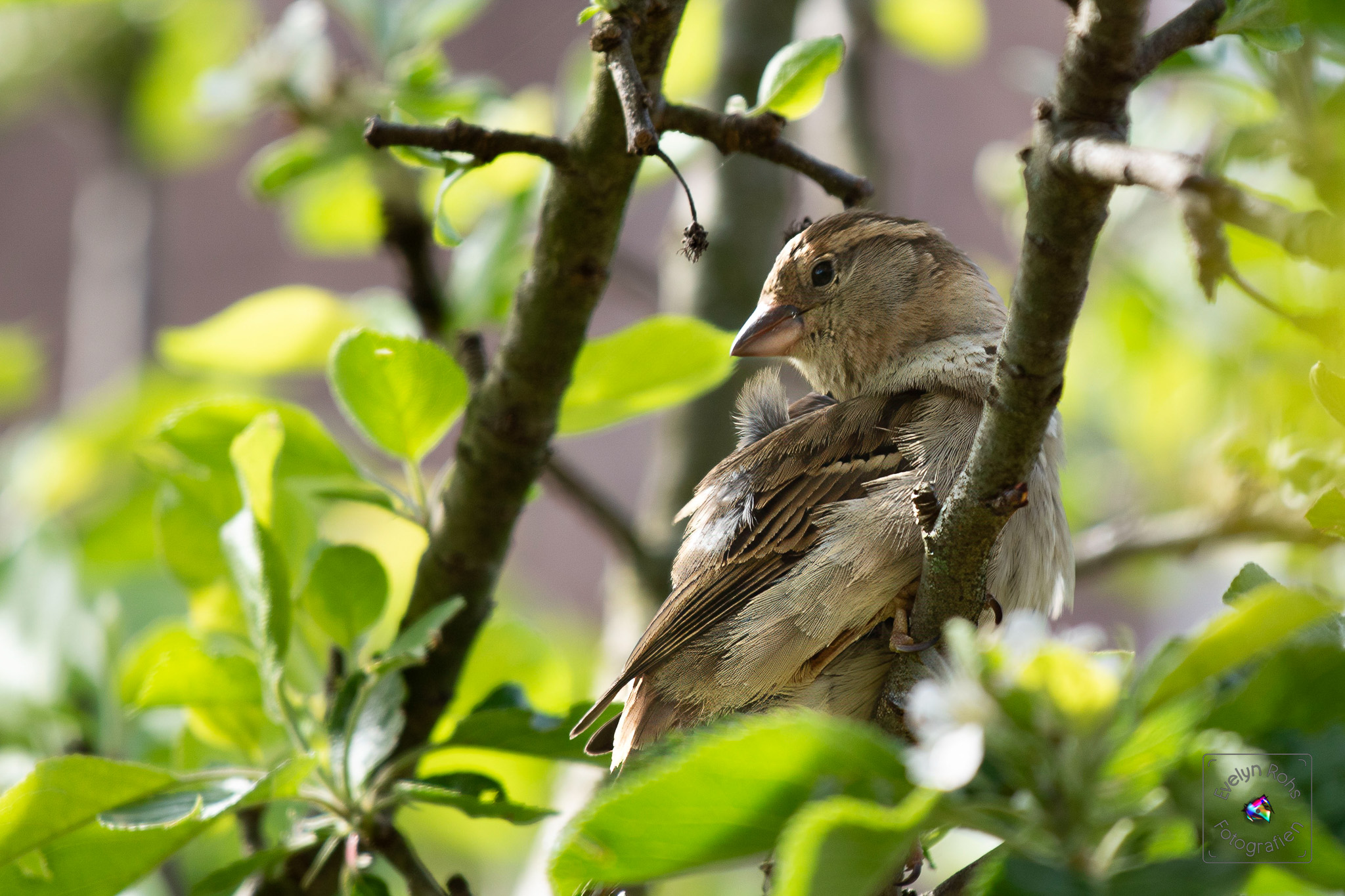 Female house sparrow is cleaning herself in the apple tree.