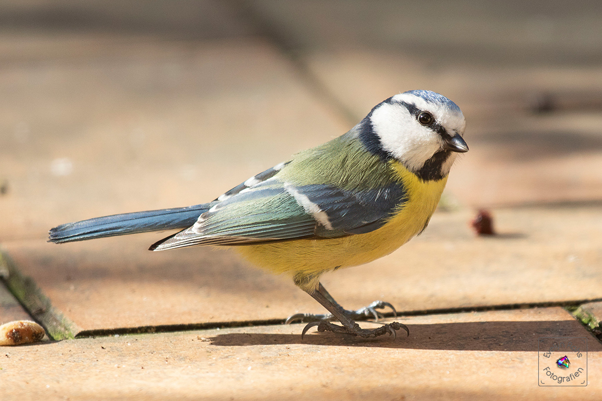 I'm so pretty. Lovely blue titmouse.