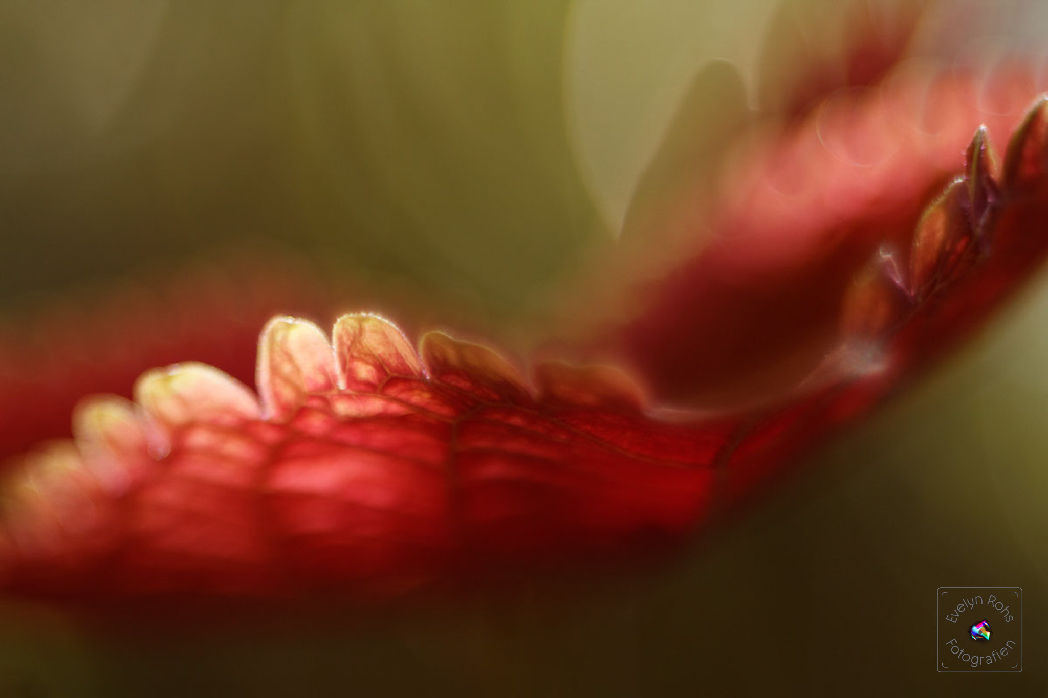 Close-up of a Coleus leaf.