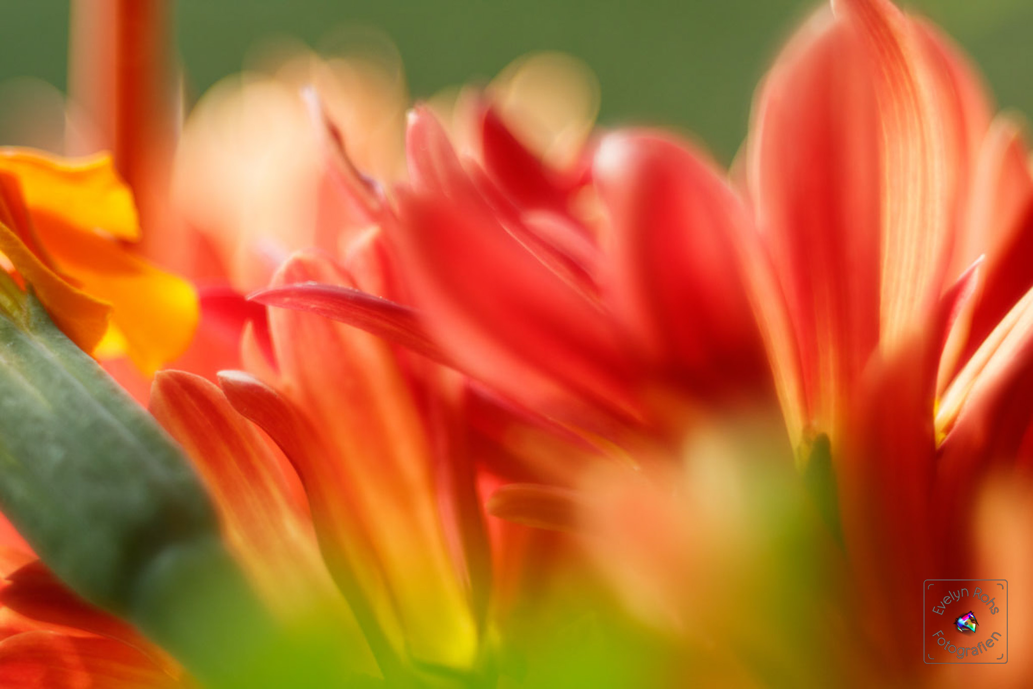 Close-up of chrysanthemum flowers.