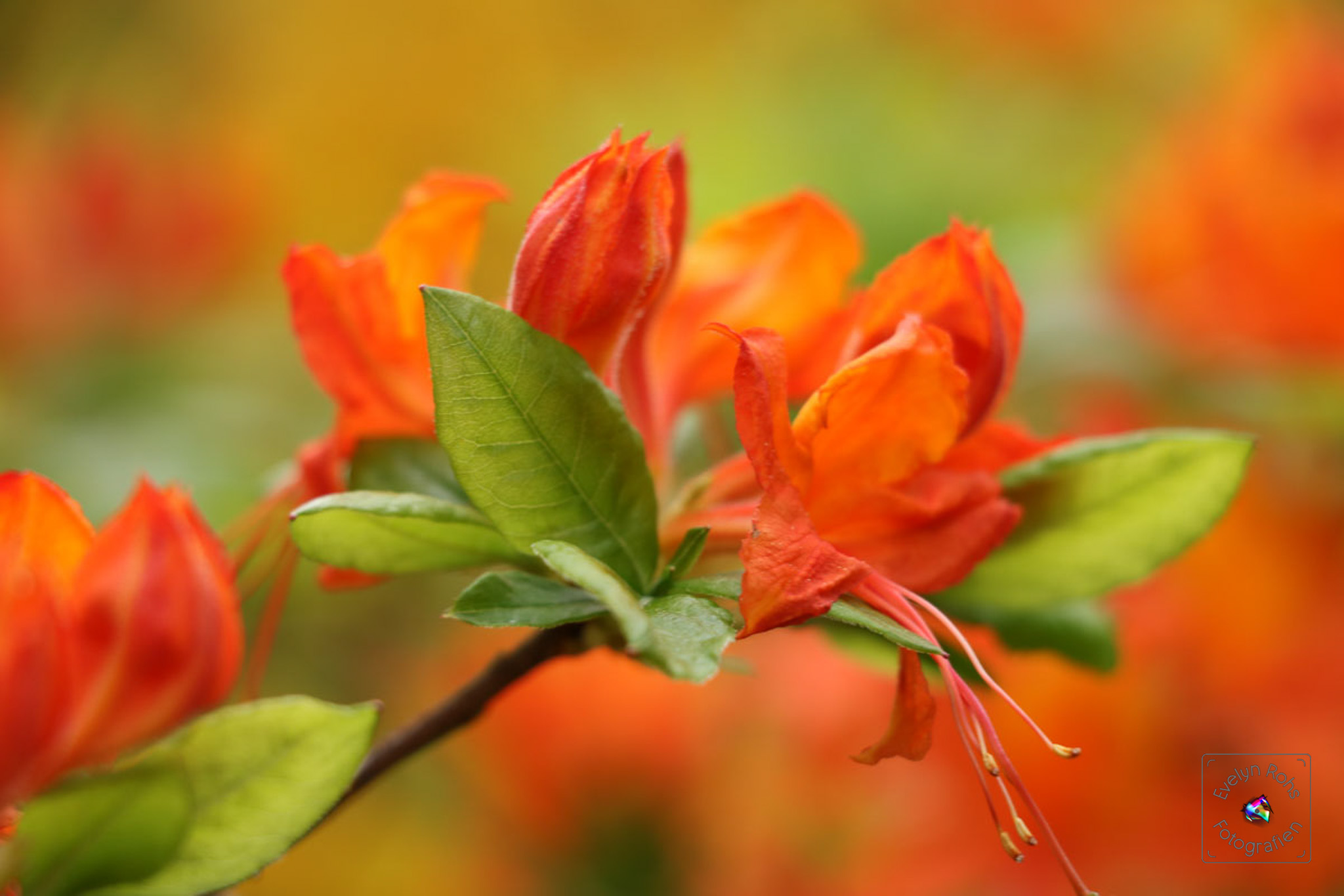 Orange rhododendron flowers.