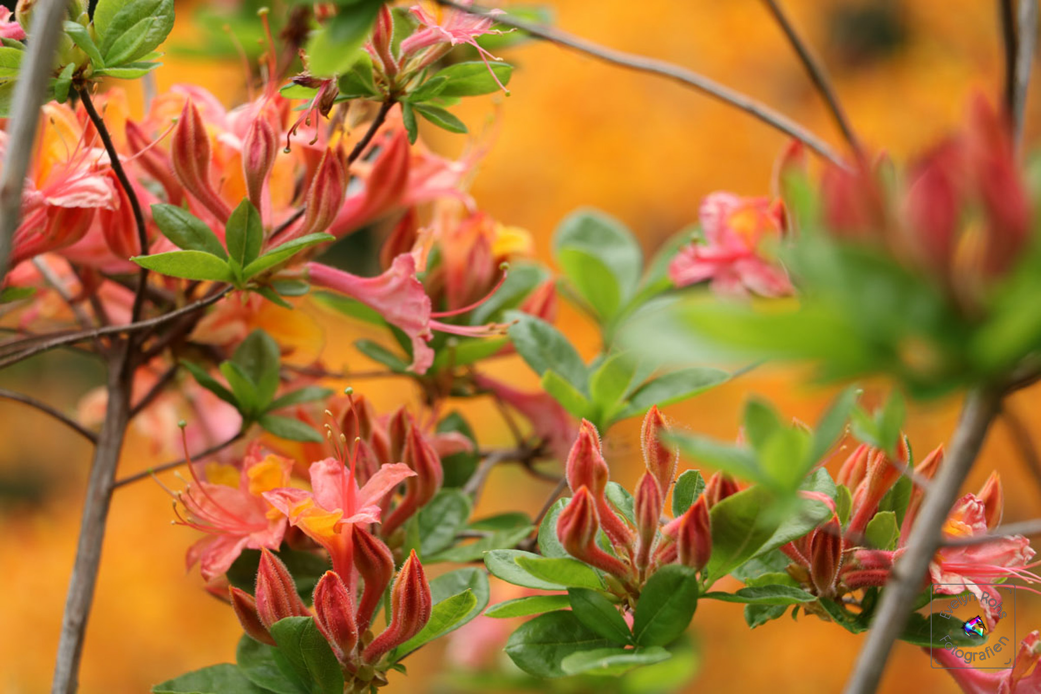 Pinkish rhododendron flowers.