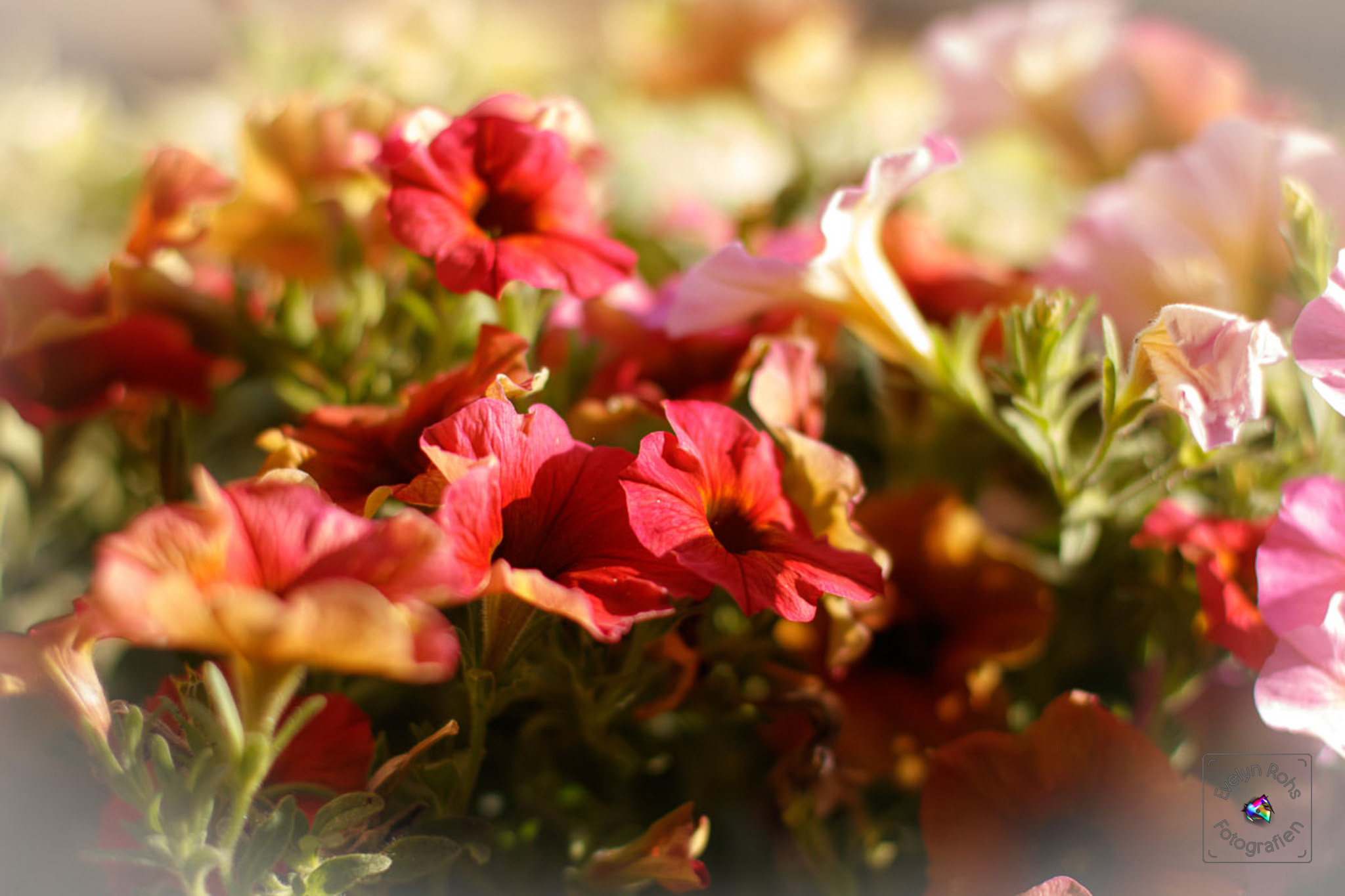 Pink-orange petunia flowers.