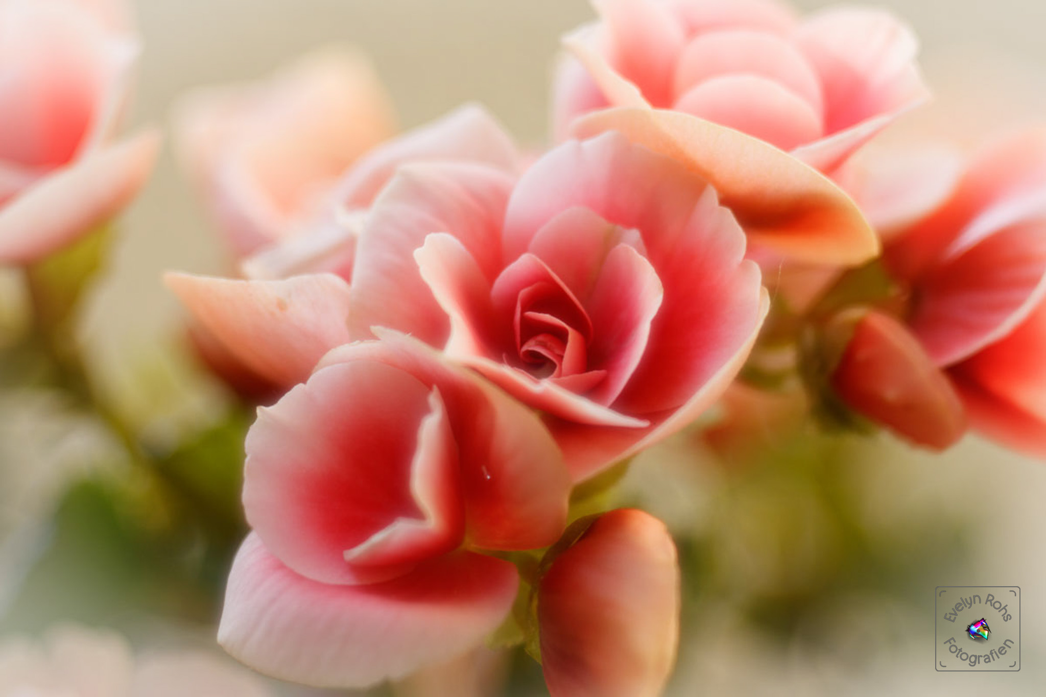 Pink begonia camelia flowers.