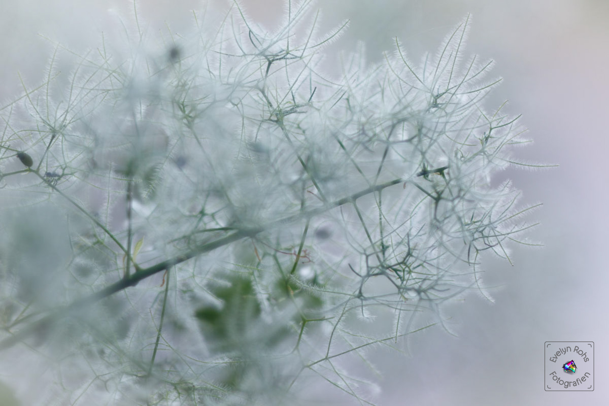 Smokebush blossoms.