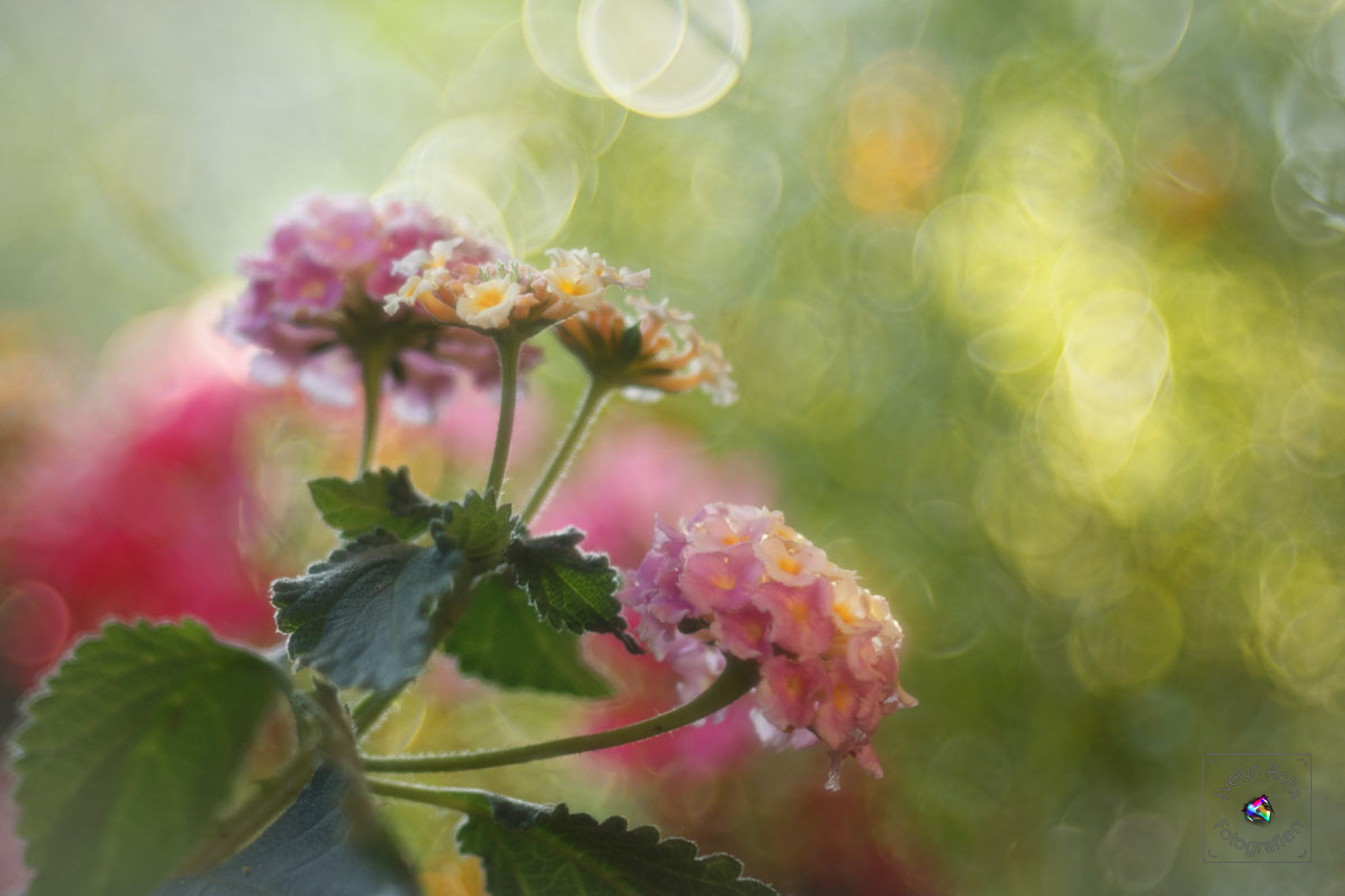 Pink and yellow lantana flowers.