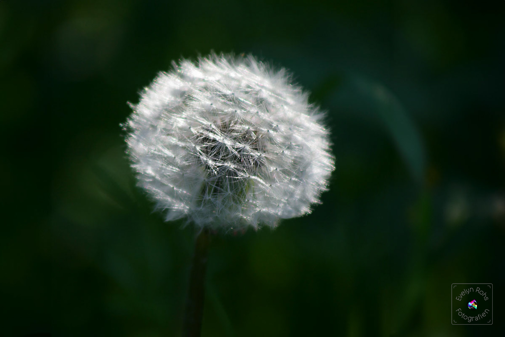 Dandelion twilight.