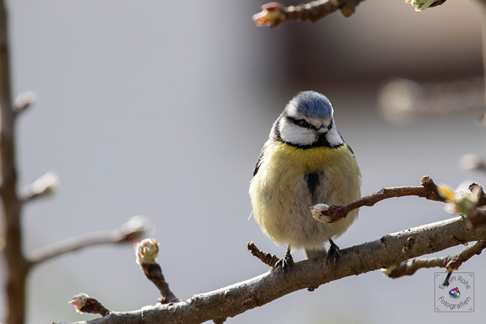 Pretty alert blue tit sitting on a twig.