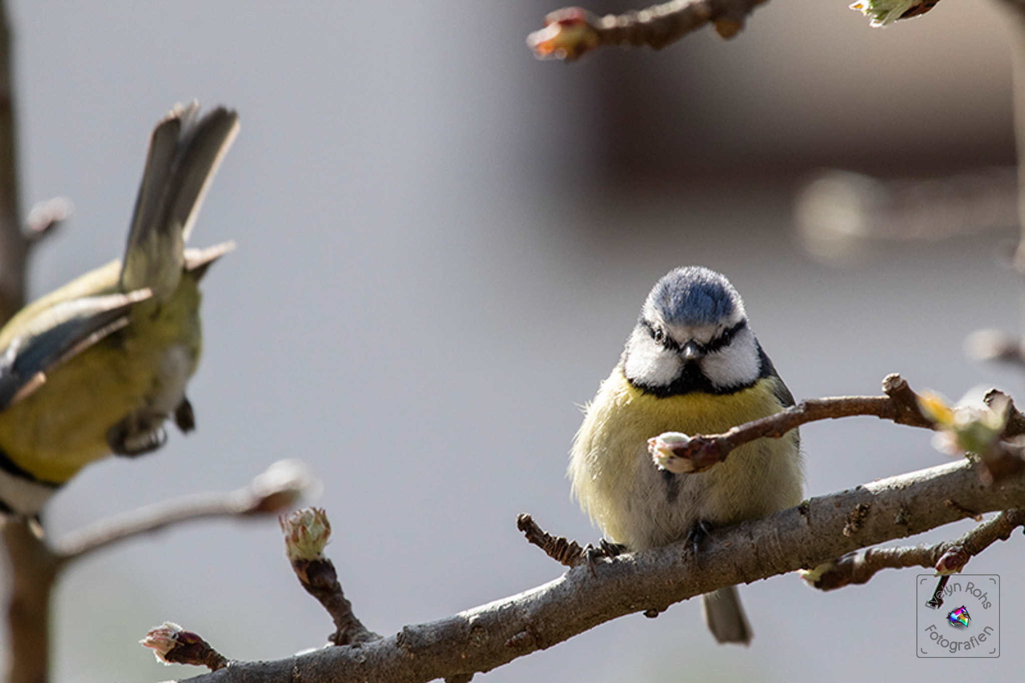 Blue tit cowering down a little indignant while another one is falling out of the sky.