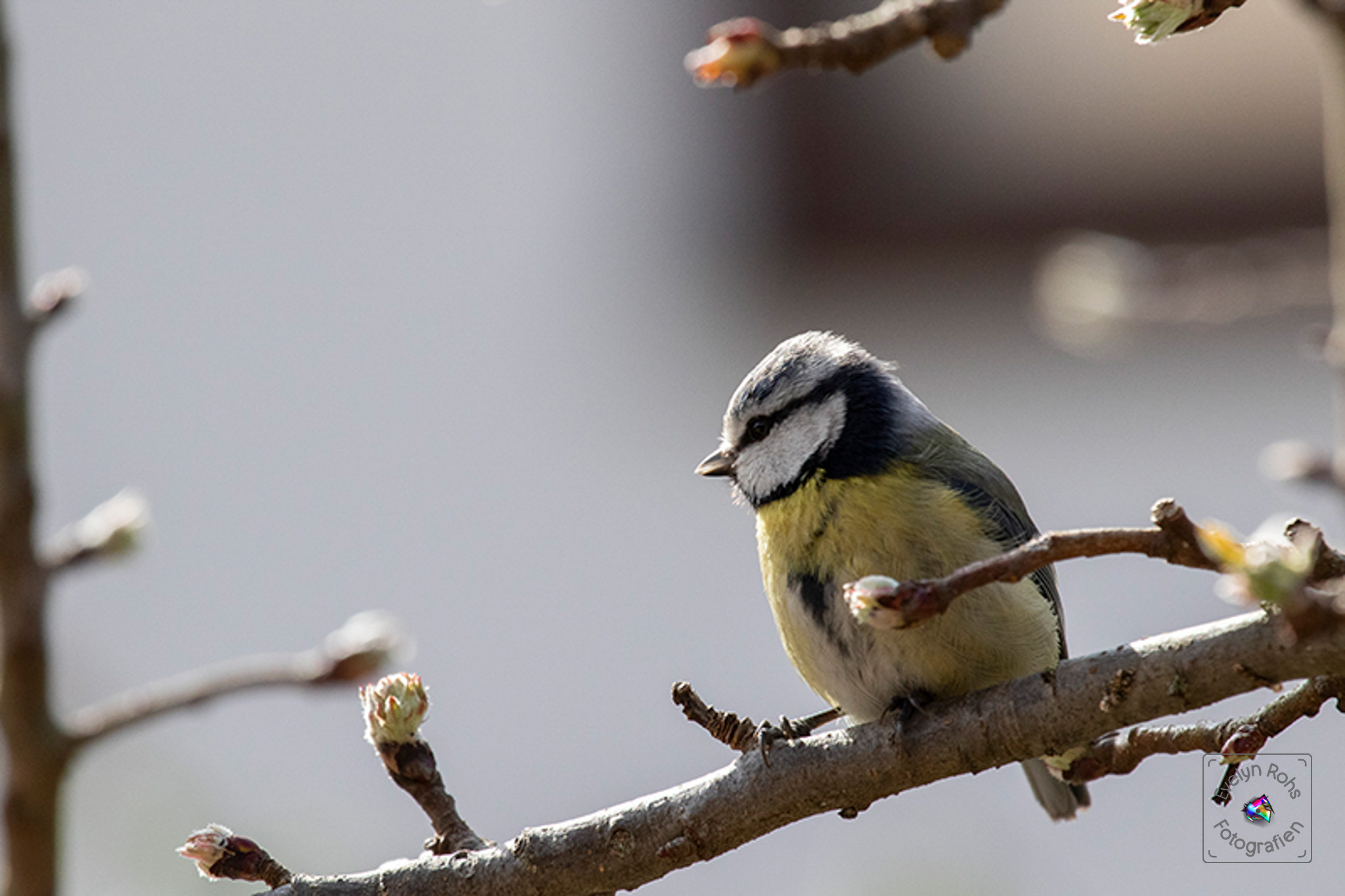 Blue tit looking flabbergasted.