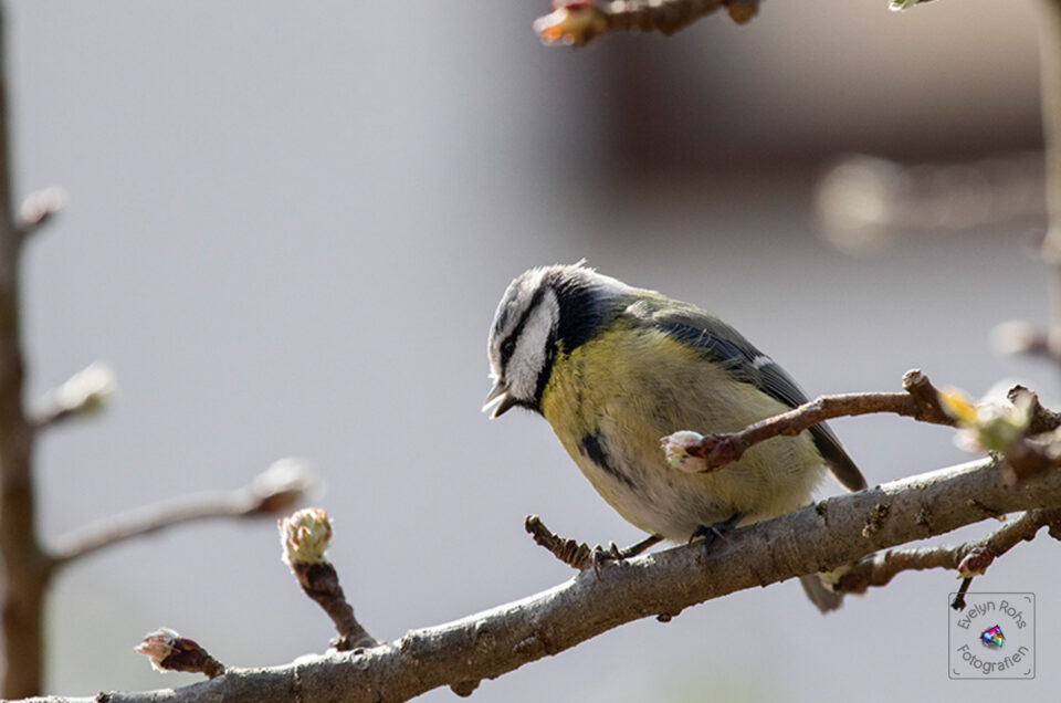 Flabbergasted Blue Tit