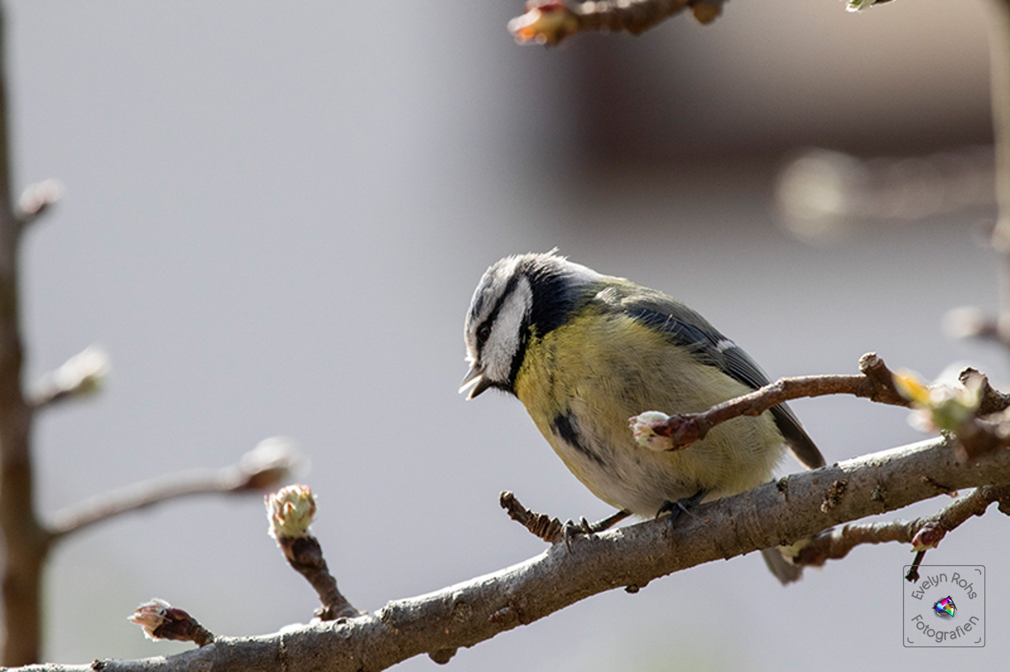 Blue tit looking down with open beak.